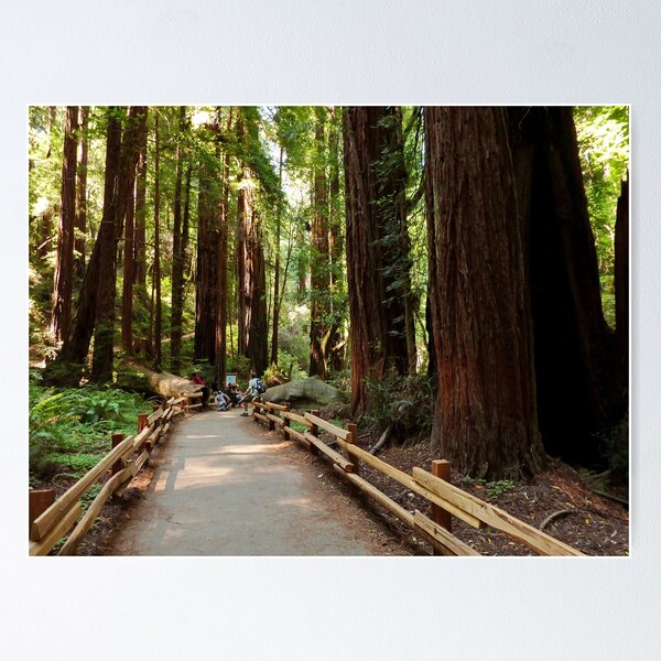Item preview, Muir Woods National Monument, Mill Valley, California, USA designed and sold by rossacampbell.