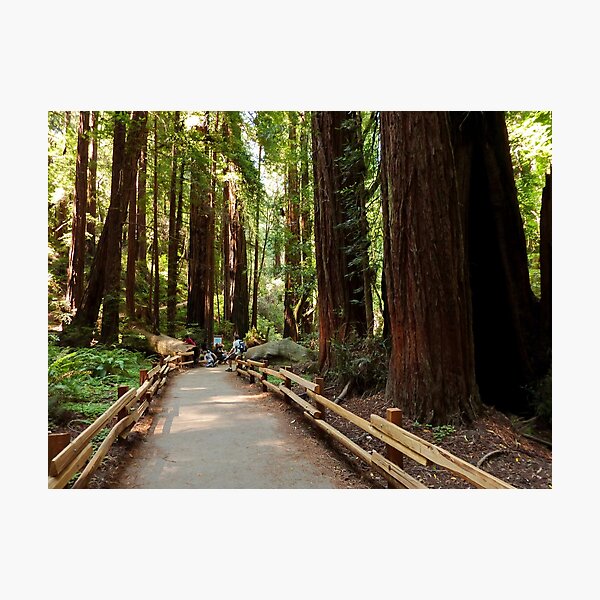 Item preview, Muir Woods National Monument, Mill Valley, California, USA designed and sold by rossacampbell.