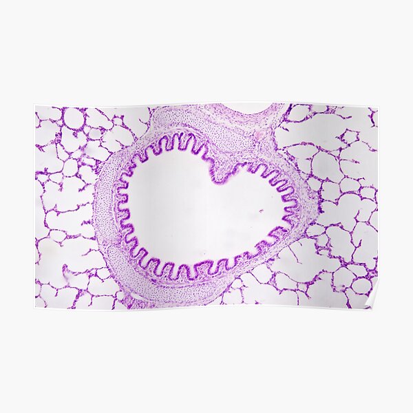 Alveolus tissue Poster
