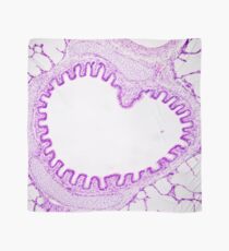 Alveolus tissue Scarf