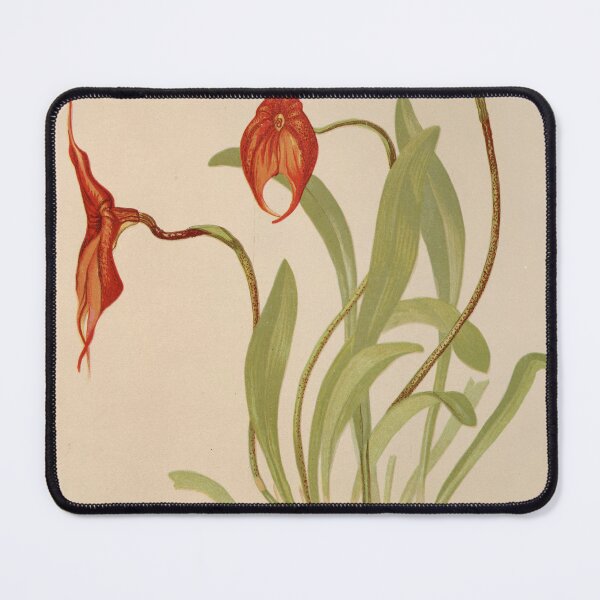 Item preview, Masdevallia Veitchii designed and sold by CSturgill2.