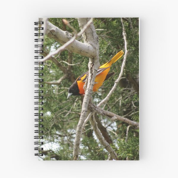 Artikelvorschau, Baltimore Oriole entworfen und verkauft von caybeach.
