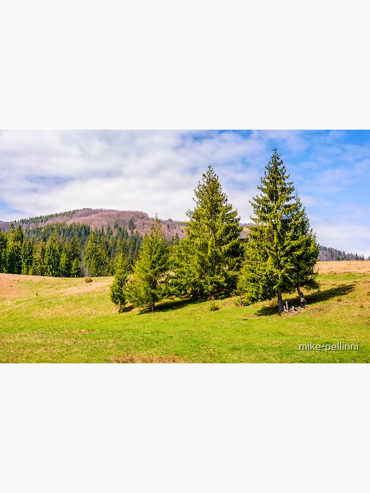 spruce forest in springtime landscape by mike-pellinni