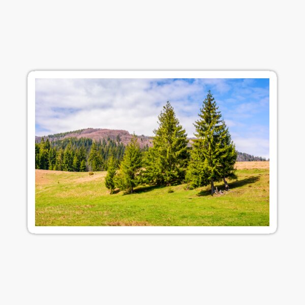 spruce forest in springtime landscape Sticker