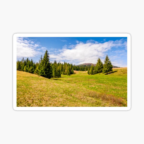pine forest in summer landscape Sticker