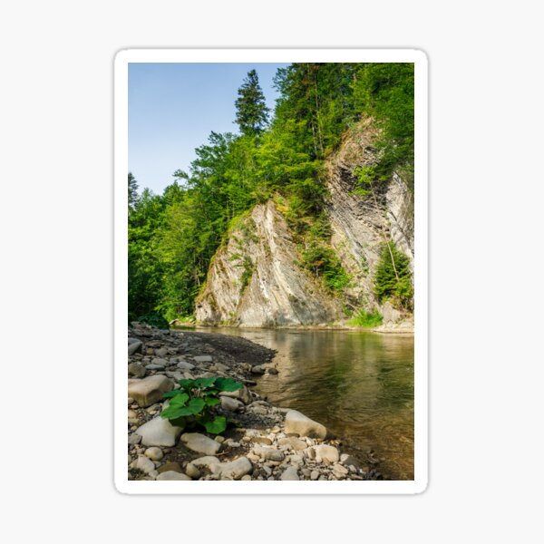 trees near the river in mountains Sticker