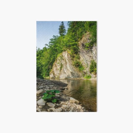 trees near the river in mountains Art Board Print