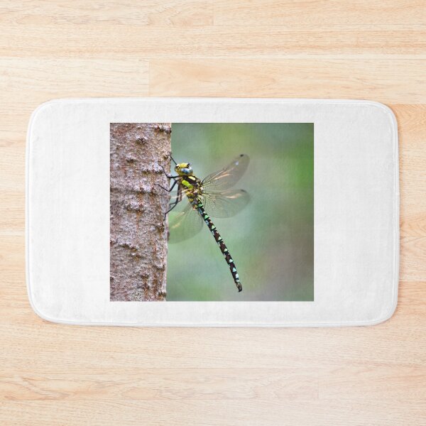 Item preview, Common Hawker Dragonfly on Birch Trunk.  isolated with out of focus background designed and sold by Umdash919.