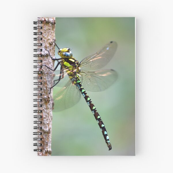 Item preview, Common Hawker Dragonfly on Birch Trunk.  isolated with out of focus background designed and sold by Umdash919.