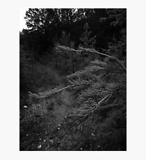 Into the Wolf's Lair ... Photographic Print
