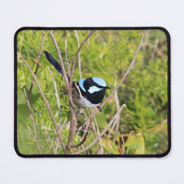 Item preview, Male Superb Fairy Wren designed and sold by smh2.