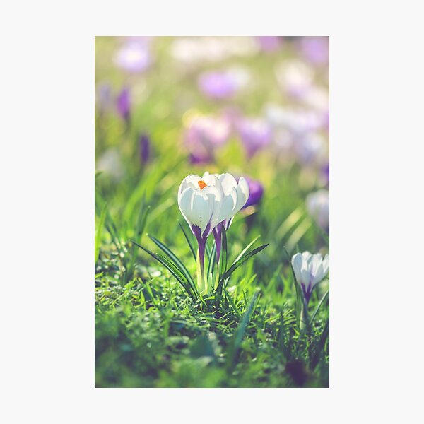 White crocuses Photographic Print