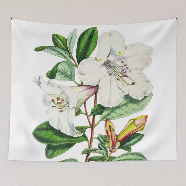 Item preview, FF - Annales de la Société royale d'agriculture et de botanique de Gand 1845/9 - Rhododendron designed and sold by imageresource.