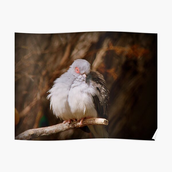 I'ts Snooze Time - Diamond Dove - NZ Poster