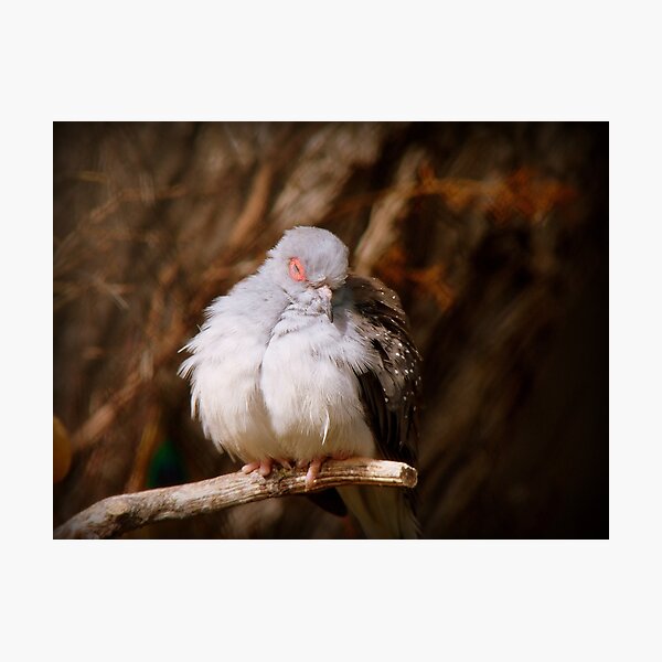 I'ts Snooze Time - Diamond Dove - NZ Photographic Print