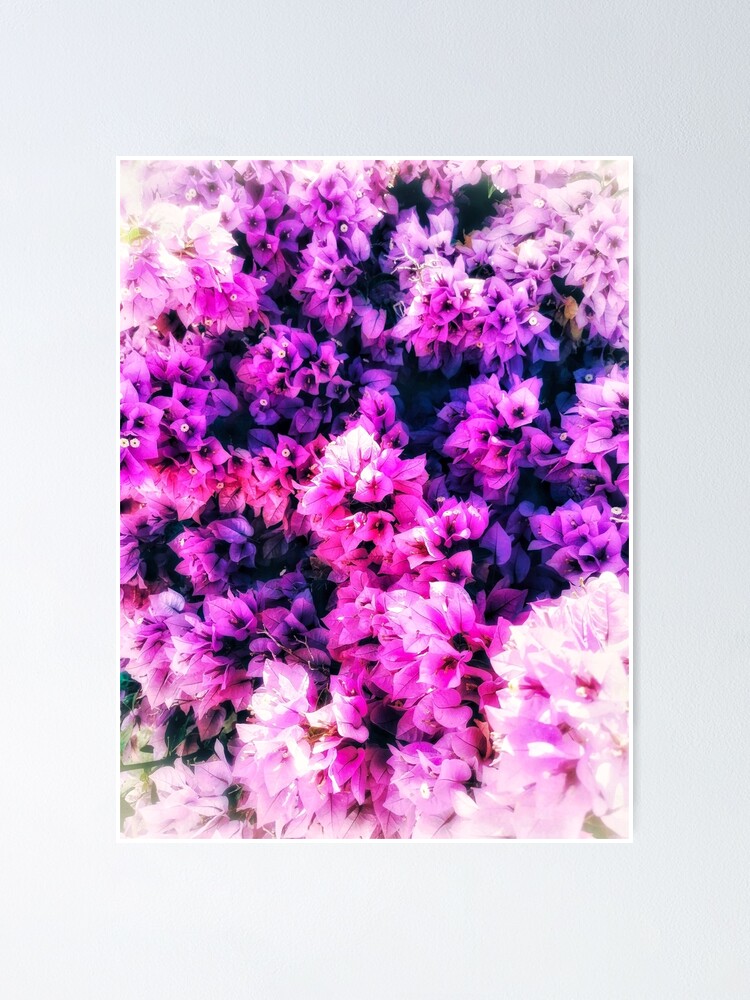 Póster «Buganvillas en flor azul, blanco. Fotografía de buganvillas. Flores  naturales en flor.» de RV8Co | Redbubble