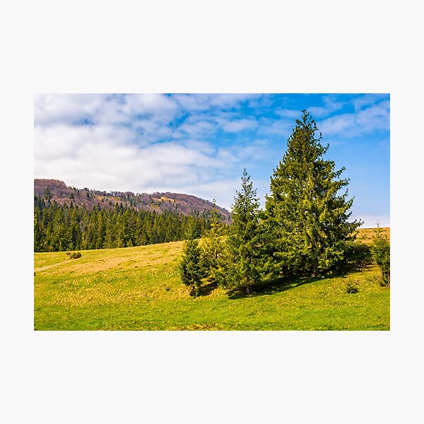 pine forest in summer landscape Photographic Print