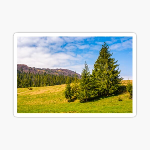 pine forest in summer landscape Sticker