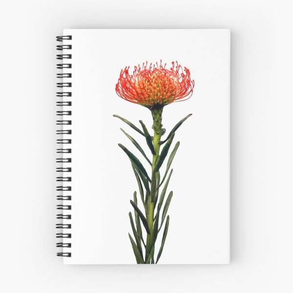 Item preview, Flowering Pincushion Protea designed and sold by Scotch Macaskill.