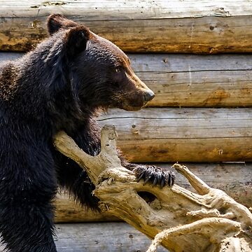 Artwork thumbnail, curious little bear in rehabilitation center in Carpathians by mike-pellinni