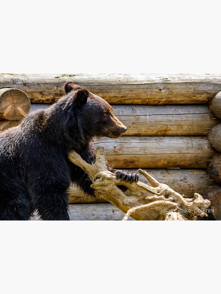 Thumbnail 3 of 3, Sticker, curious little bear in rehabilitation center in Carpathians designed and sold by mike-pellinni.