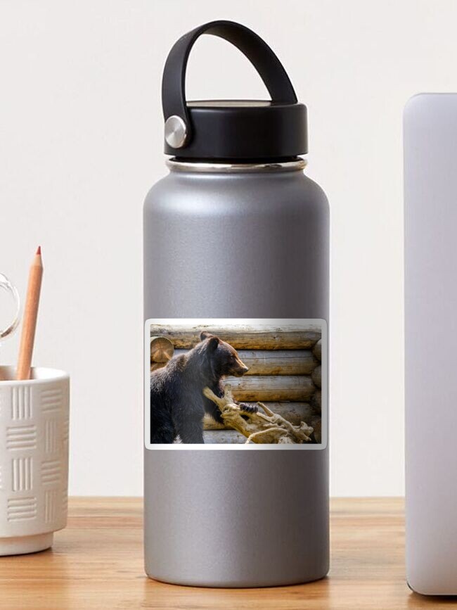 Thumbnail 1 of 3, Sticker, curious little bear in rehabilitation center in Carpathians designed and sold by mike-pellinni.