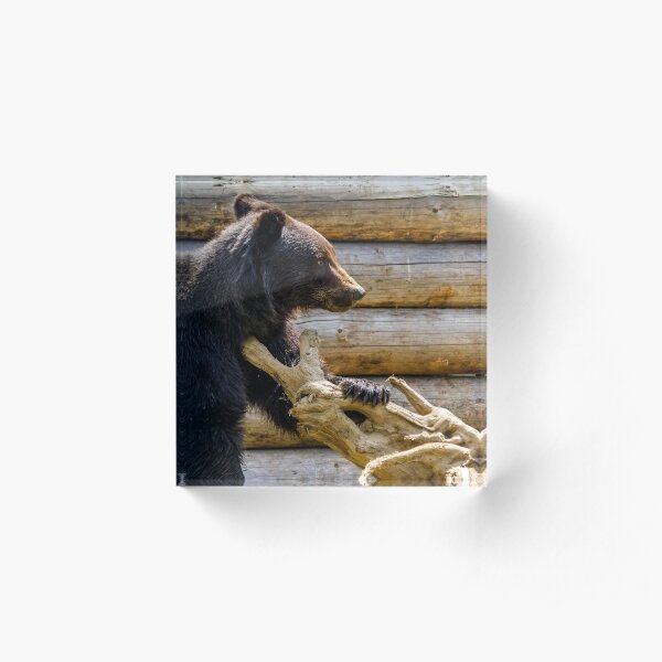 curious little bear in rehabilitation center in Carpathians Acrylic Block