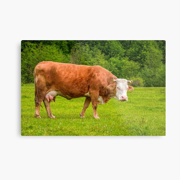 rufous cow on a meadow near the forest Metal Print
