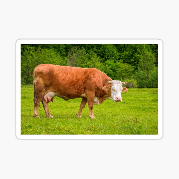 rufous cow on a meadow near the forest Sticker