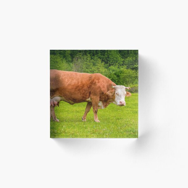rufous cow on a meadow near the forest Acrylic Block