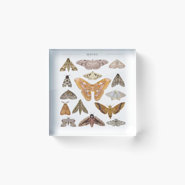 Item preview, types of moths designed and sold by Rob-Son.