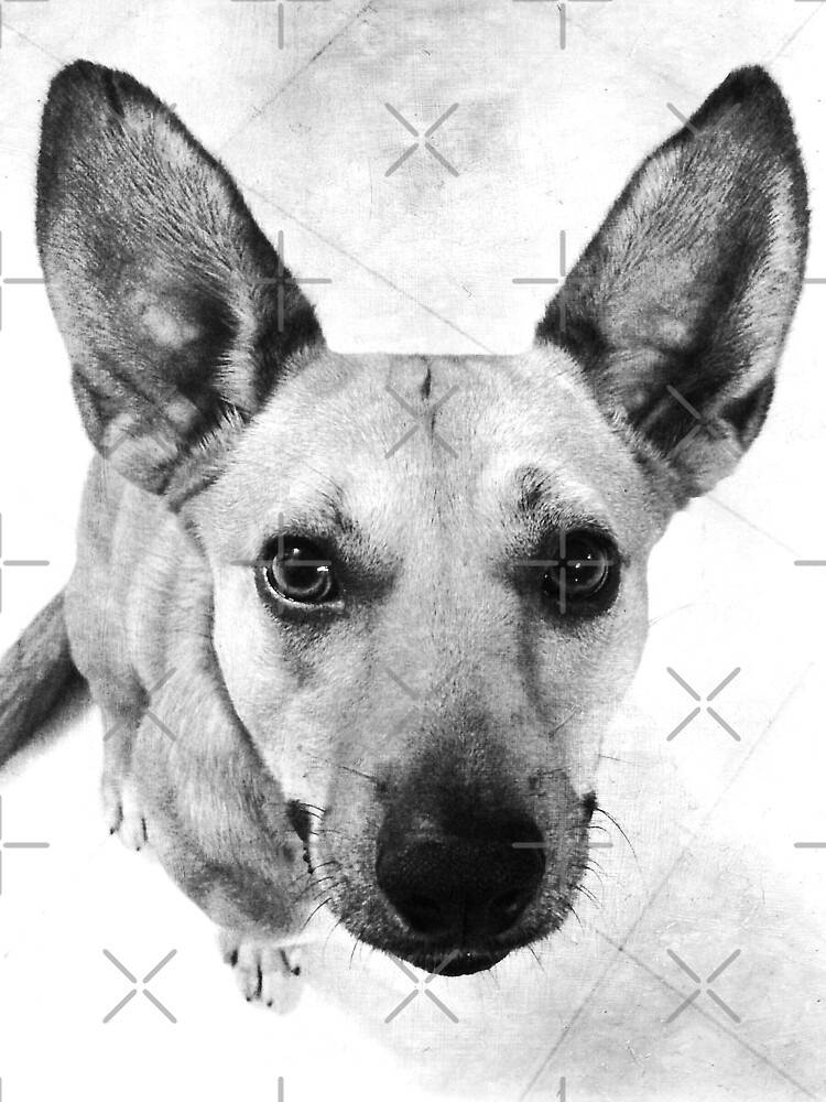 Carolina Dog Gray Pup - American Dingo by OneDayArt