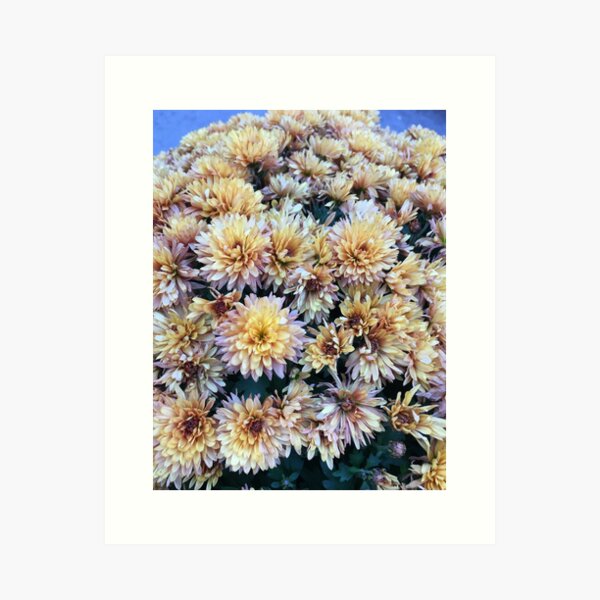 Gift for Gardener - Mumsified - Light Yellow and Pink Mums Art Print