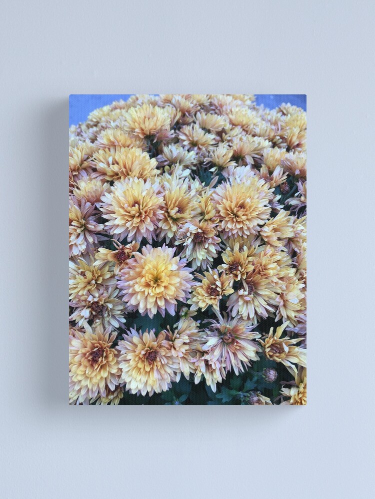Alternate view of Gift for Gardener - Mumsified - Light Yellow and Pink Mums Canvas Print