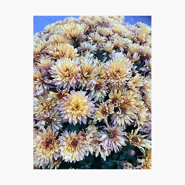 Gift for Gardener - Mumsified - Light Yellow and Pink Mums Photographic Print