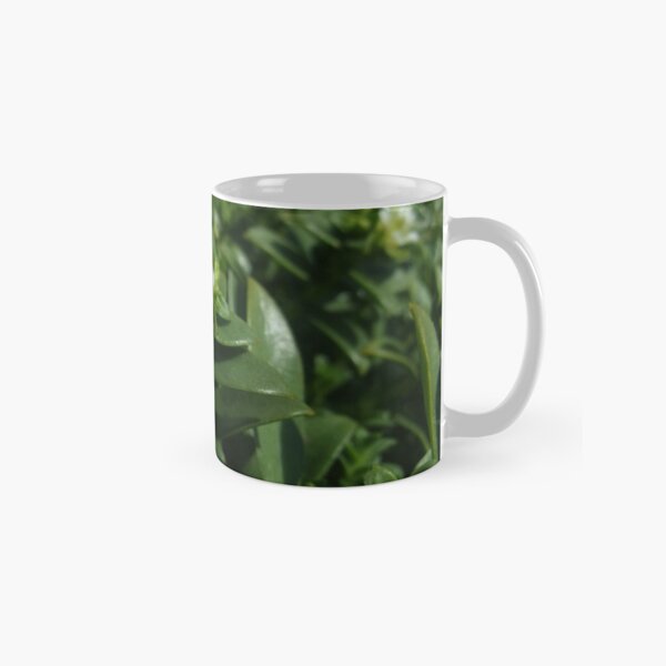 Sea Sandwort (Honckenya peploides) Classic Mug