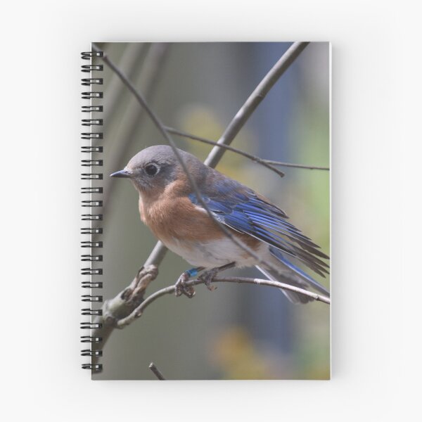 Aperçu de l'œuvre Bluebird de l'Est créée et vendue par MontanaWolves21.