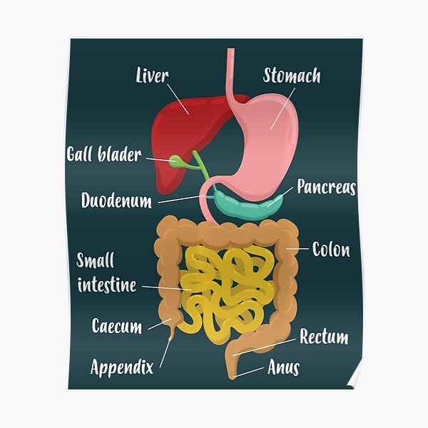 "Biology Teacher Anatomical Chart Digestive System" Poster for Sale by