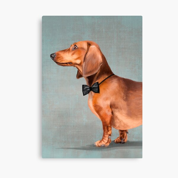 Mr. Dachshund portrait Canvas Print