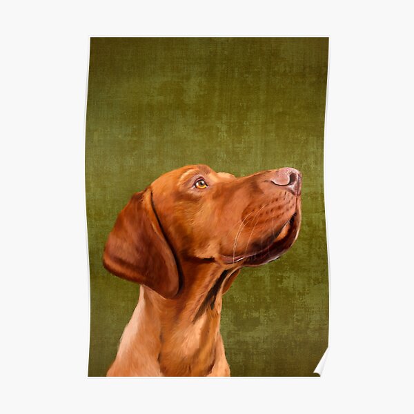 vizsla stuff