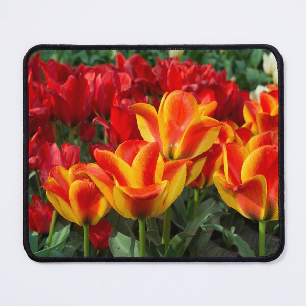 Item preview, Red yellow Tulips designed and sold by hawkie.