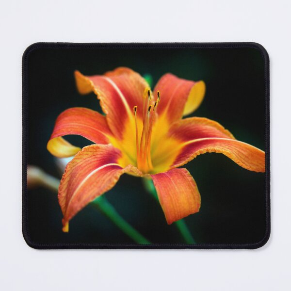 Item preview, Orange lily on black background designed and sold by olena2552.