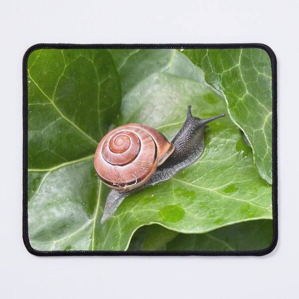 Item preview, Mr. Snail designed and sold by Mortinus.