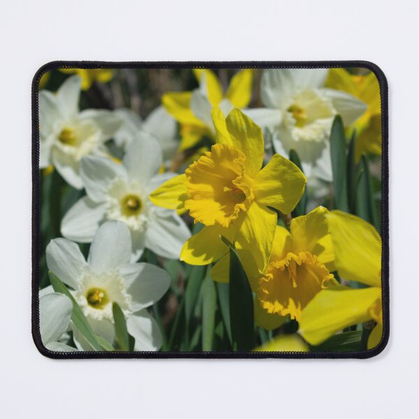 Item preview, backyard daffodils designed and sold by TeresaYoung9.