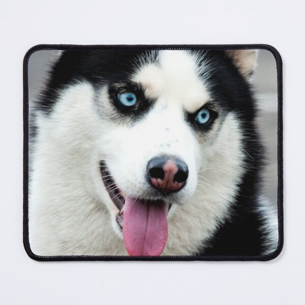 Item preview, ANIMALS #23 - Perky Siberian Husky with Tongue Hanging Out designed and sold by DEL-Productions.