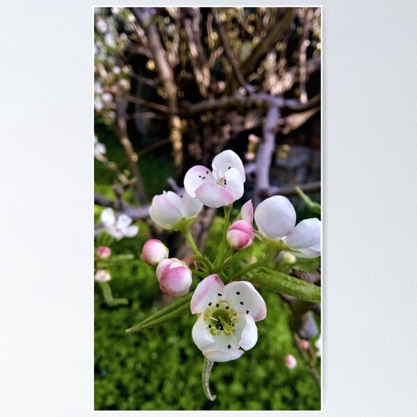 Little blossoms Poster