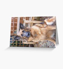 lady Greeting Card