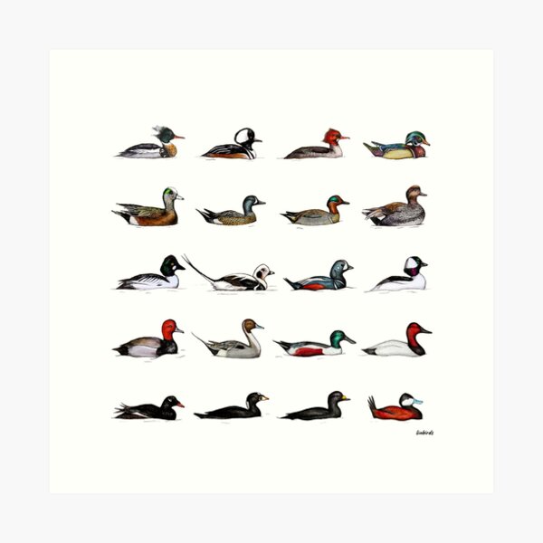 Item preview, Ducks of North America - 20 diving and dabbling ducks, bird art, duck paintings designed and sold by linbirds.