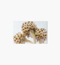 Three Globe Cornflower Seed Heads - Macro Art Board
