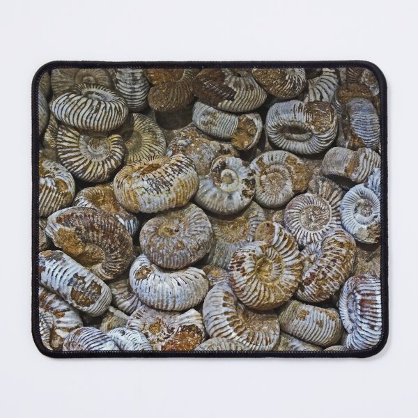 Item preview, Ammonites designed and sold by Yampimon.